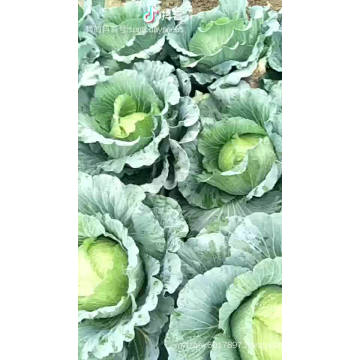 Brassica oleracea vegetable  baby cabbage  seeds